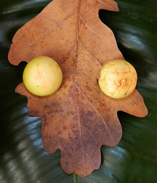 Cynips quercusfolii - golyógubacsdarázs