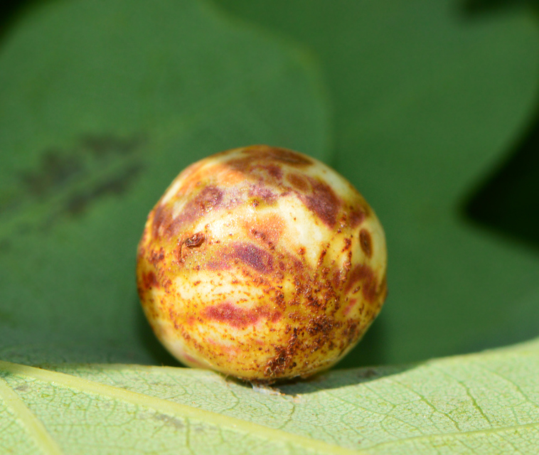 Cynipidae - gubacsdarazsak