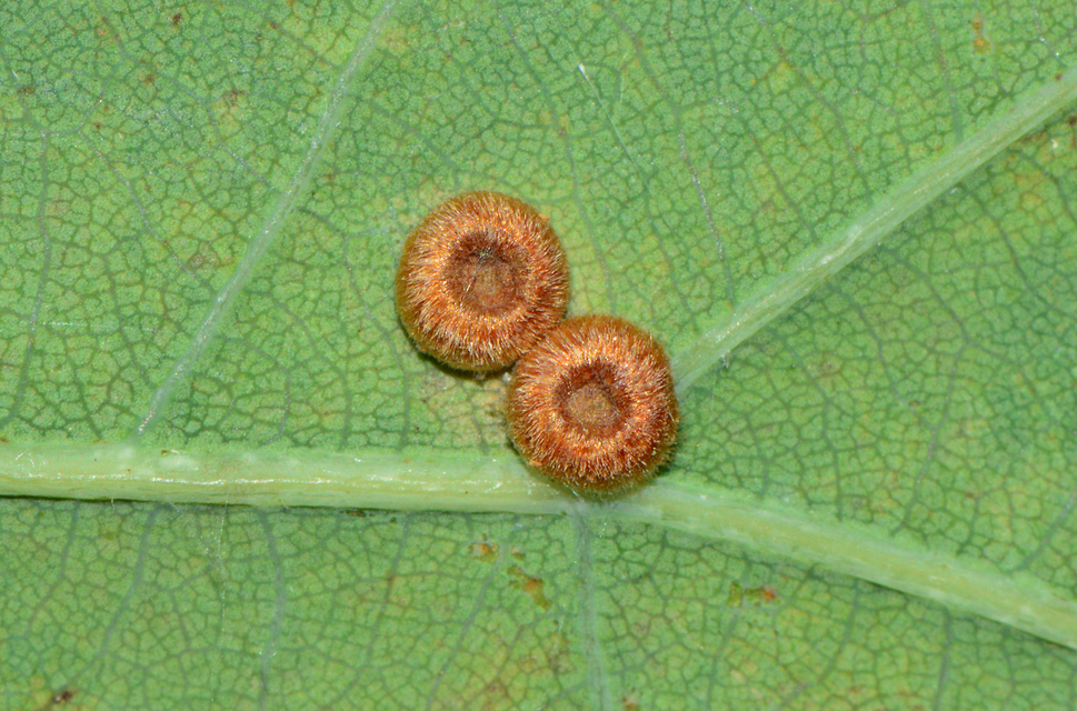Neuroterus numismalis - selyemgomb-gubacsdarázs