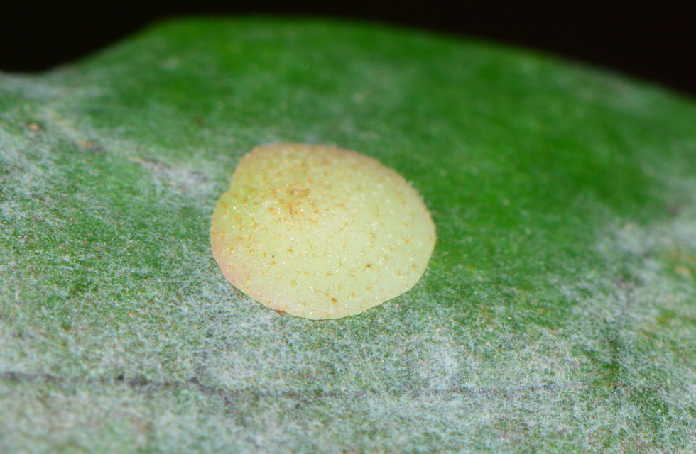 Cynipidae - gubacsdarazsak
