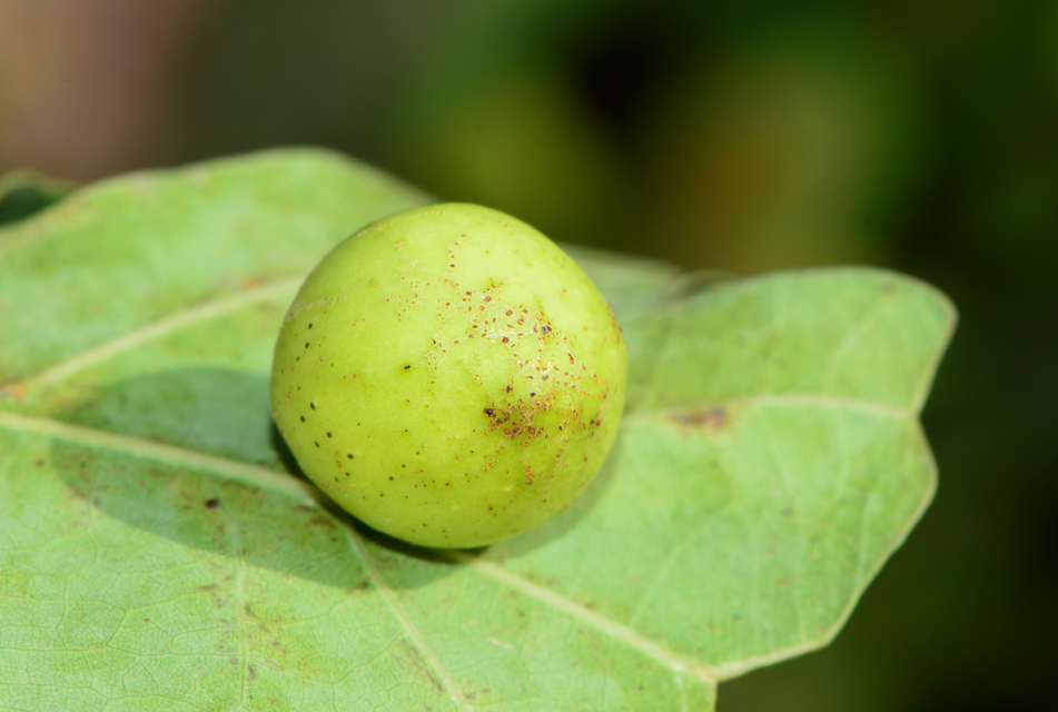 Cynips quercusfolii - golyógubacsdarázs