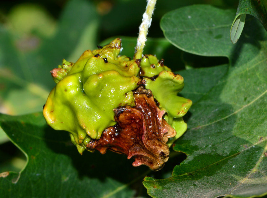 Andricus quercuscalicis - suskagubacsdarázs
