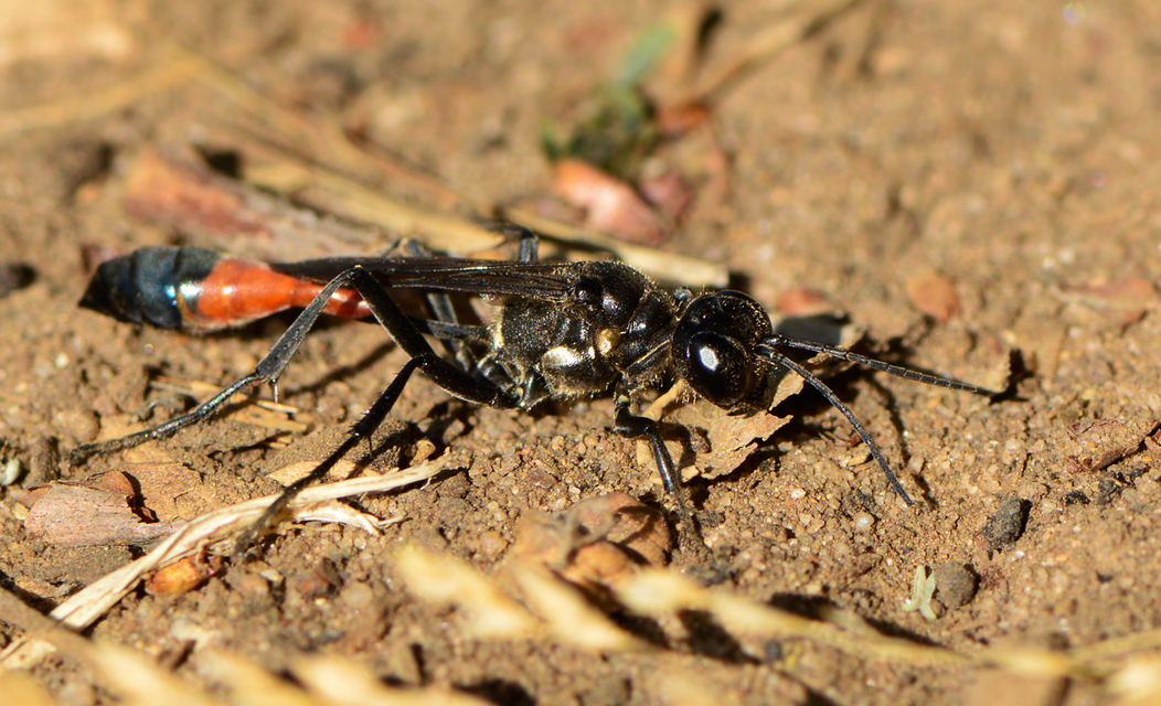 Ammophila
