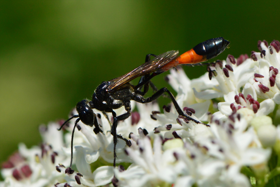 Ammophila