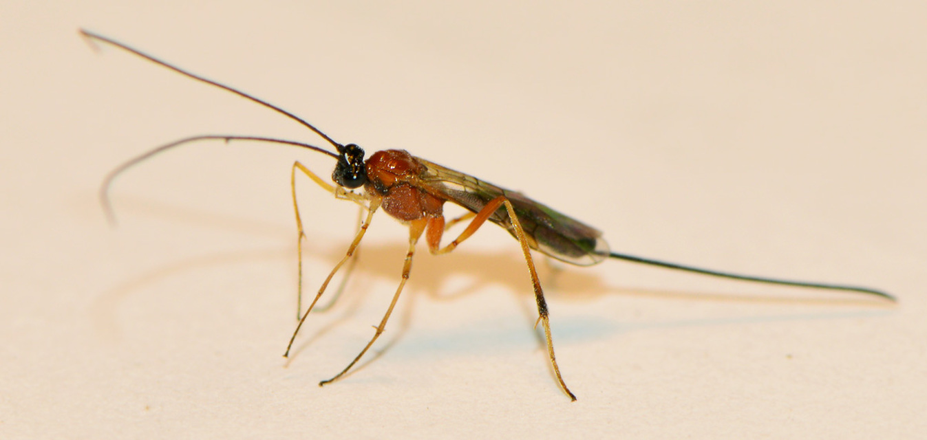 Braconidae - gyilkosfürkészek
