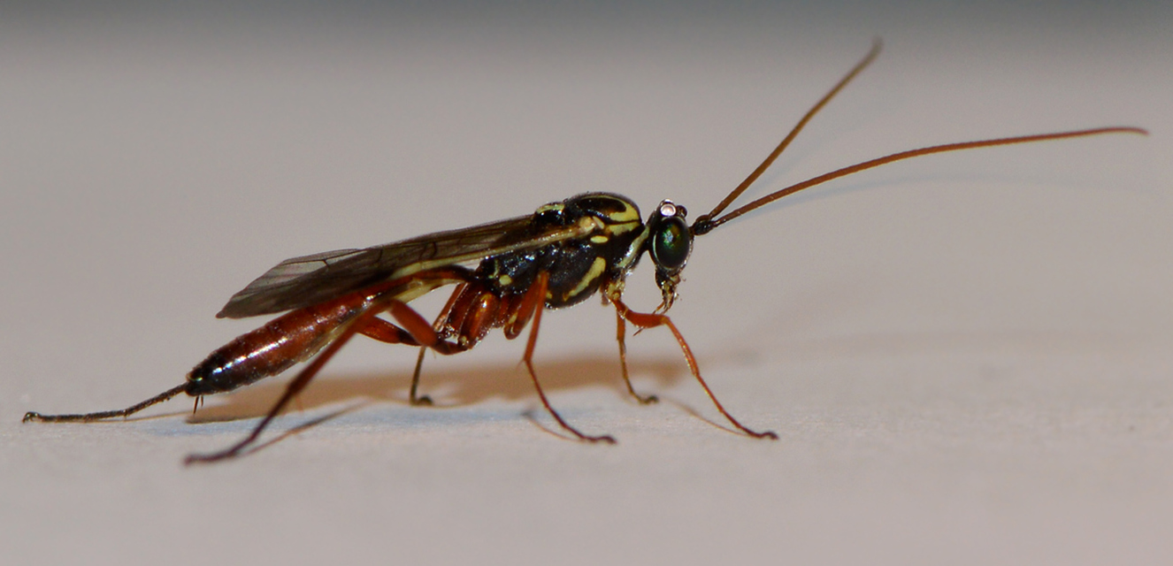 Lissonota