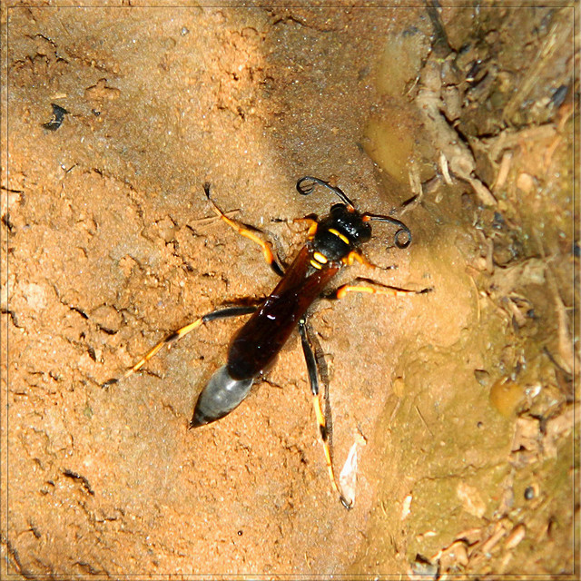 Sceliphron caementarium - feketenyelű lopódarázs