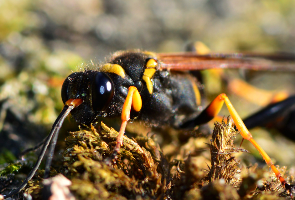Sceliphron caementarium - feketenyelű lopódarázs