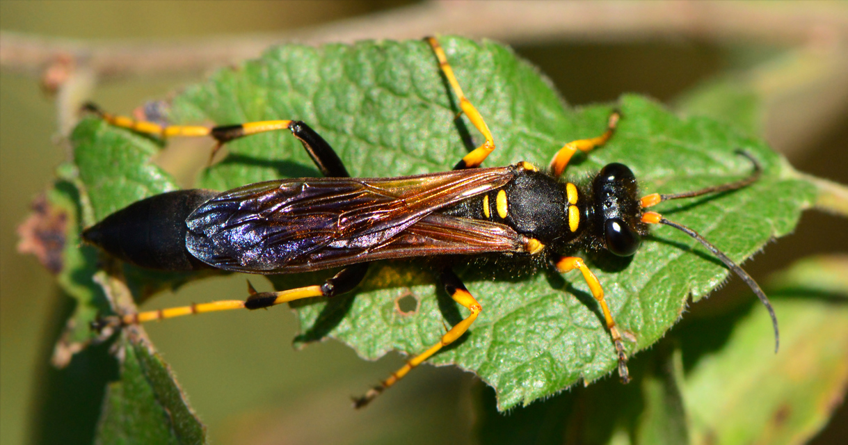 Sceliphron caementarium - feketenyelű lopódarázs