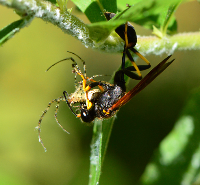 Sceliphron caementarium - feketenyelű lopódarázs
