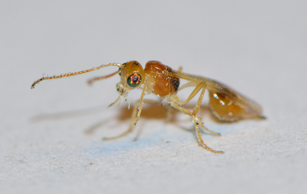 Braconidae - gyilkosfürkészek