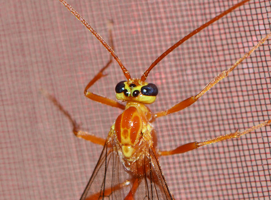 Ophion obscuratus