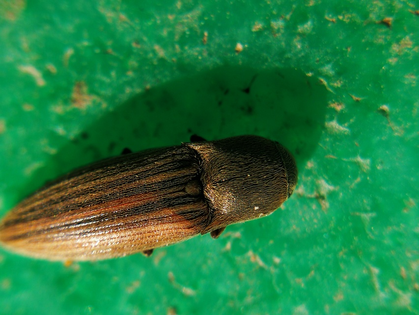 Agriotes lineatus - vetési pattanó