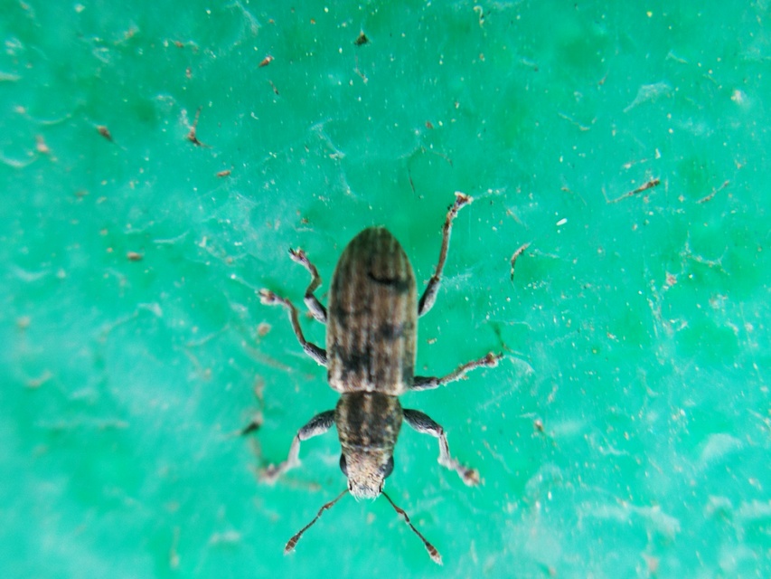 Sitona lineatus - sávos csipkézőbogár