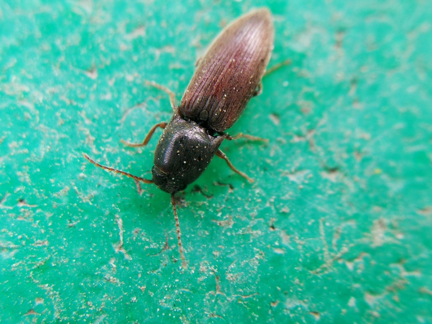 Agriotes