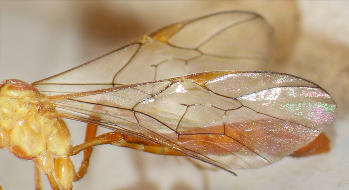 Ophion minutus