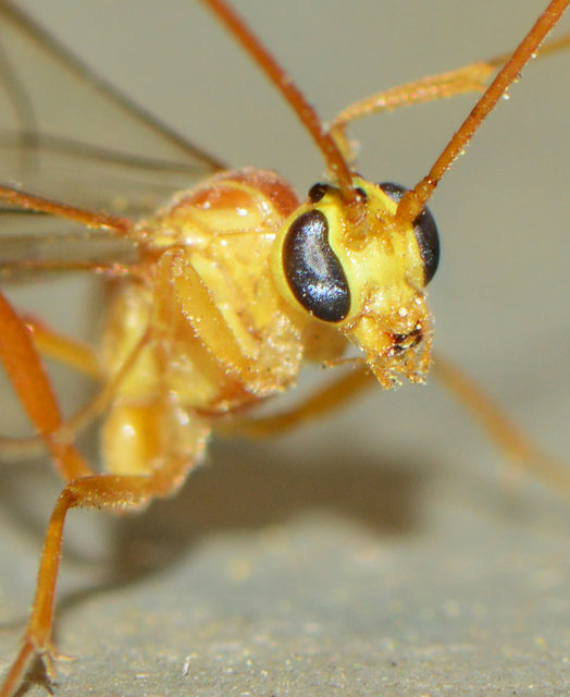 Ophion minutus