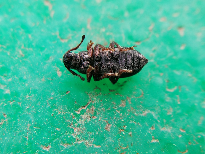 Phyllobius pyri - gyümölcsfa-levélormányos