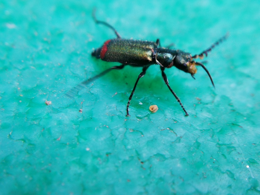 Malachius bipustulatus - kétfoltos bibircsesbogár