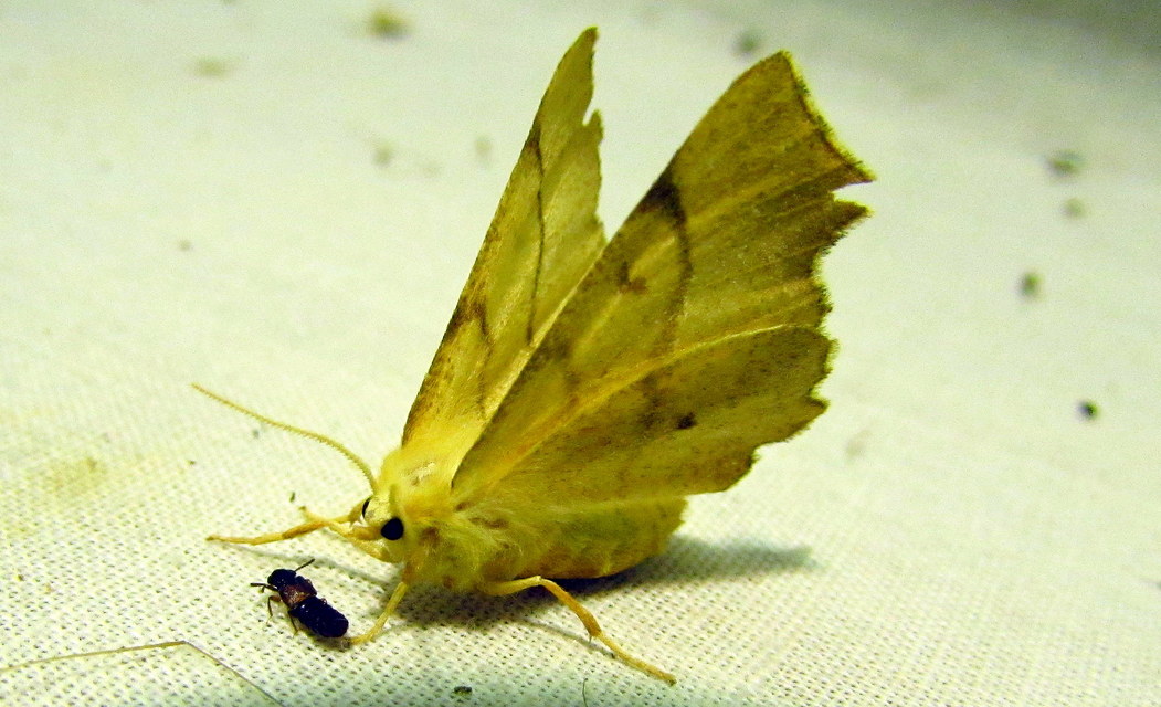 Ennomos erosaria - hársfa-levélaraszoló