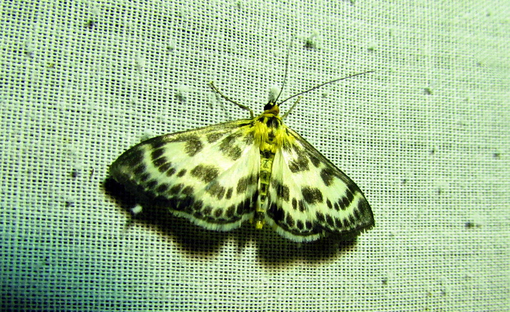 Anania hortulata - tarka csalánmoly