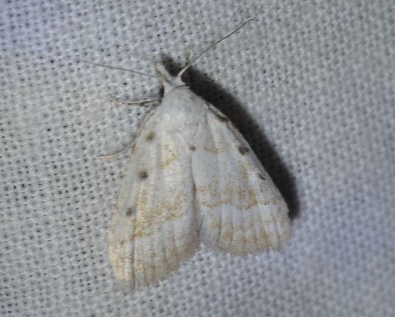 Nola aerugula - barnacsíkos pamacsosszövő