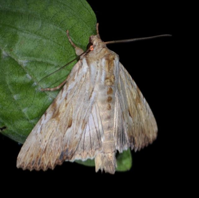 Apamea lithoxylaea - fakó dudvabagoly