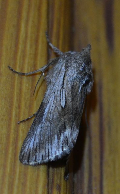 Calophasia platyptera - szürke apróbagoly