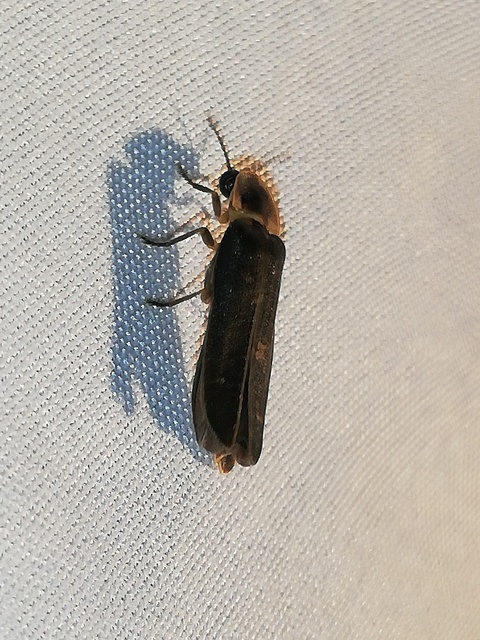 Lampyris noctiluca - nagy szentjánosbogár