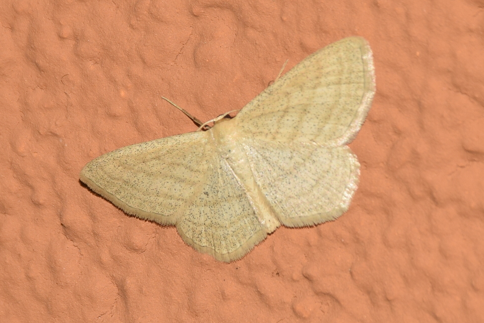 Scopula virgulata - vesszős sávosaraszoló