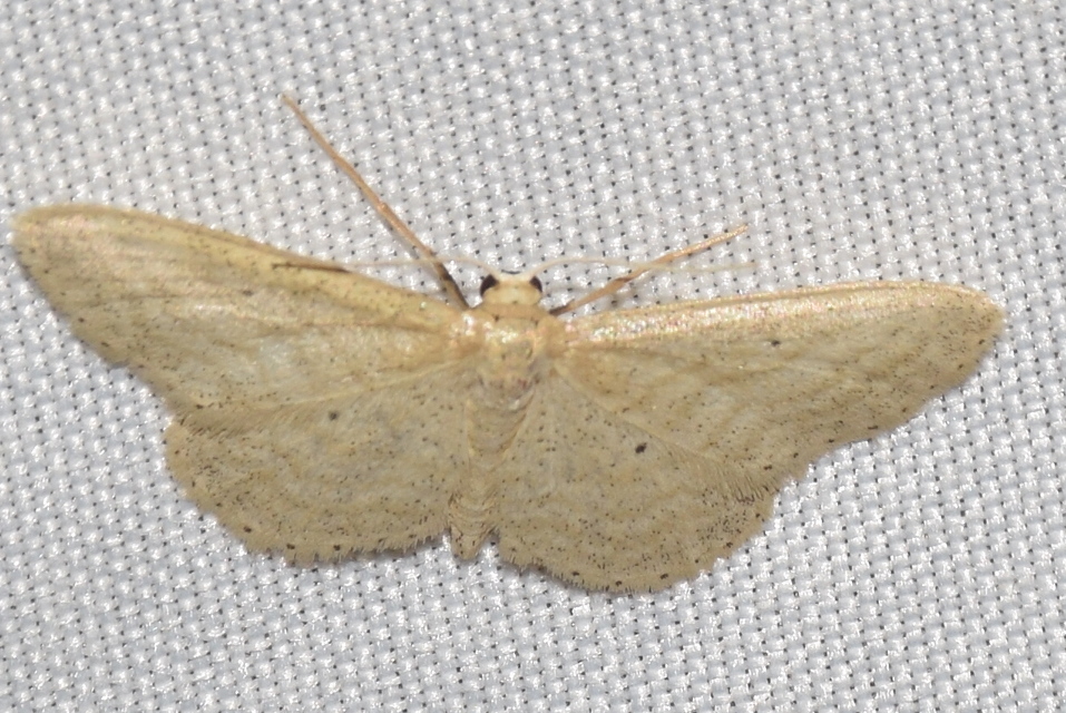 Scopula virgulata - vesszős sávosaraszoló