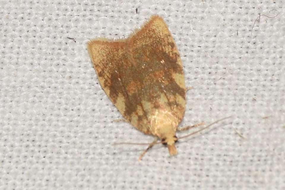 Aleimma loeflingiana - tölgylevél-sodrómoly Aleimma loeflingiana - tölgylevél-sodrómoly