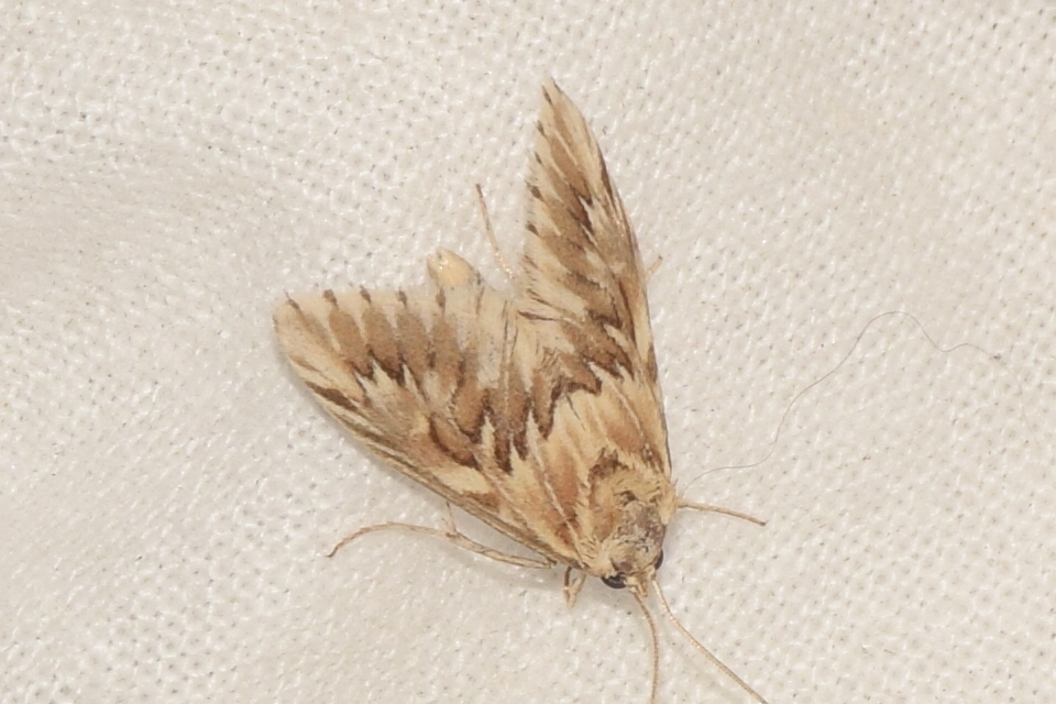Cynaeda dentalis - gyakori ciframoly