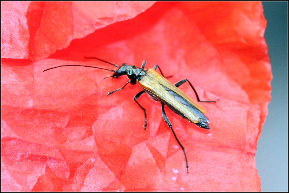 Oedemera femorata - sárgahátú álcincér