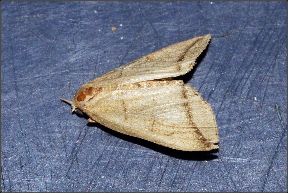 Herminia grisealis - ligeti karcsúbagoly