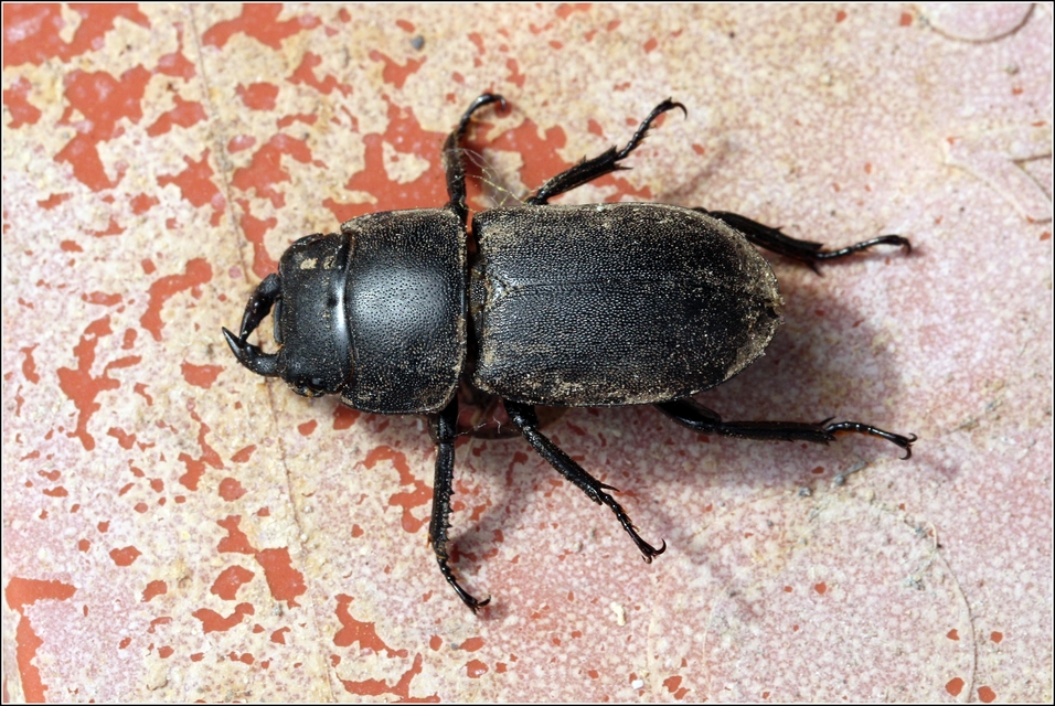 Dorcus parallelipipedus - kis szarvasbogár