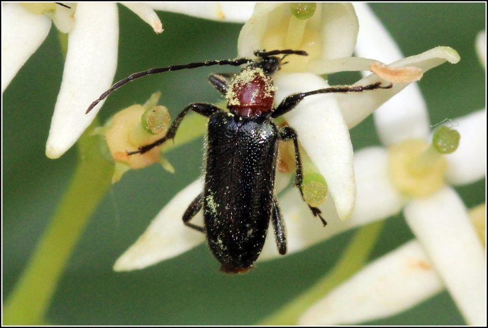 Dinoptera collaris - vörösnyakú virágcincér