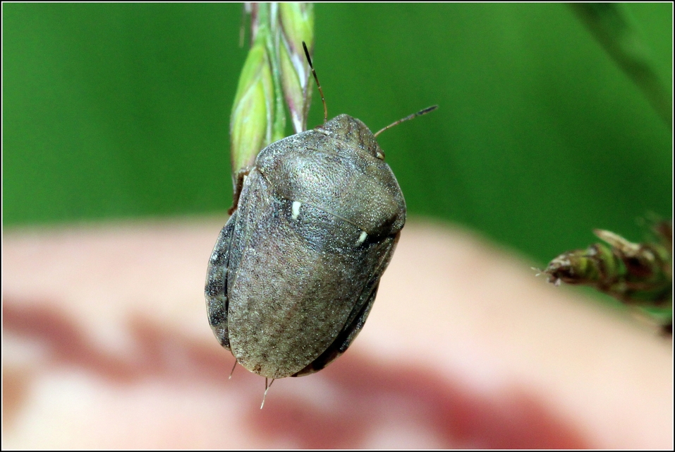 Eurygaster Eurygaster