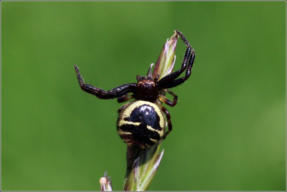 Synema globosum/ornatum