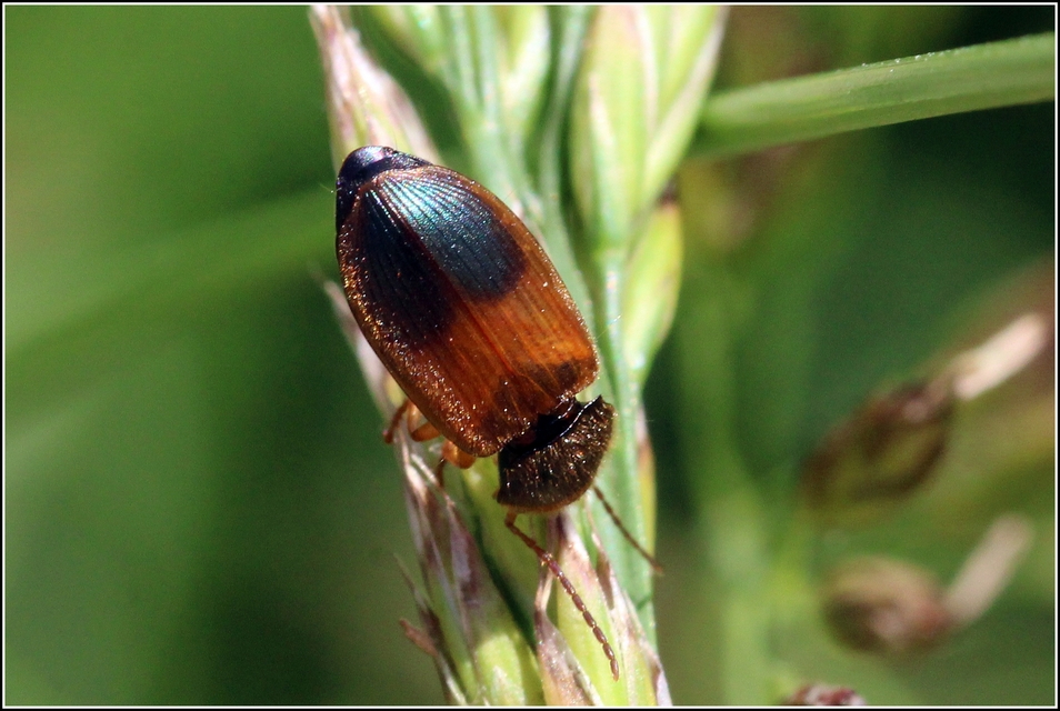 Diachromus germanus - német tarkafutó