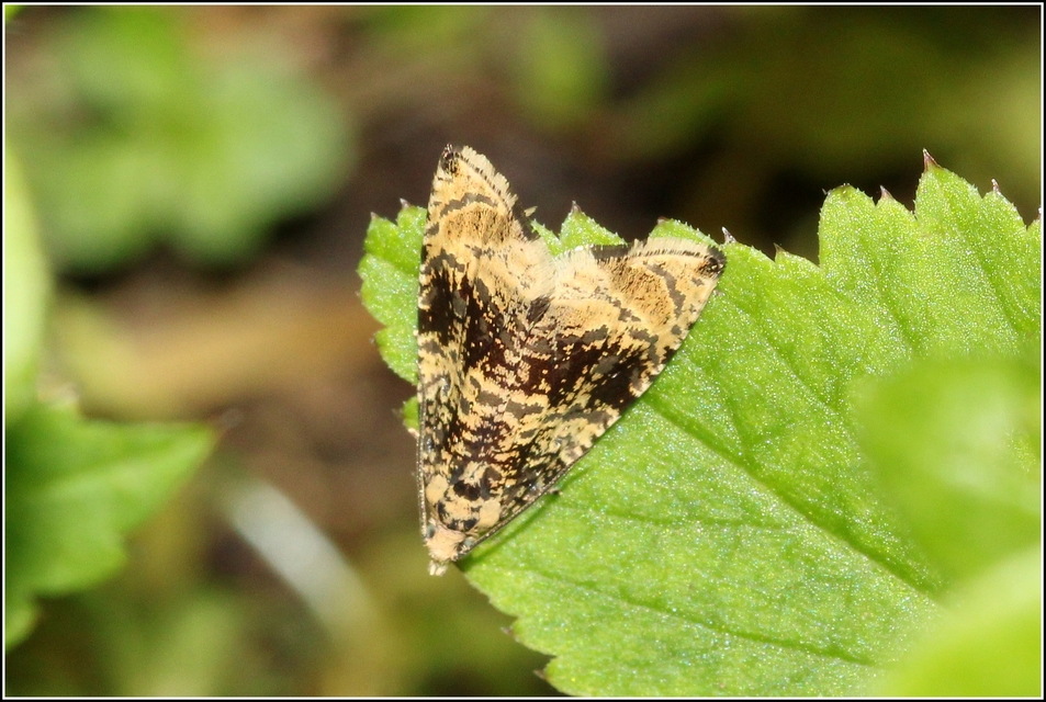 Celypha lacunana - vízparti tükrösmoly