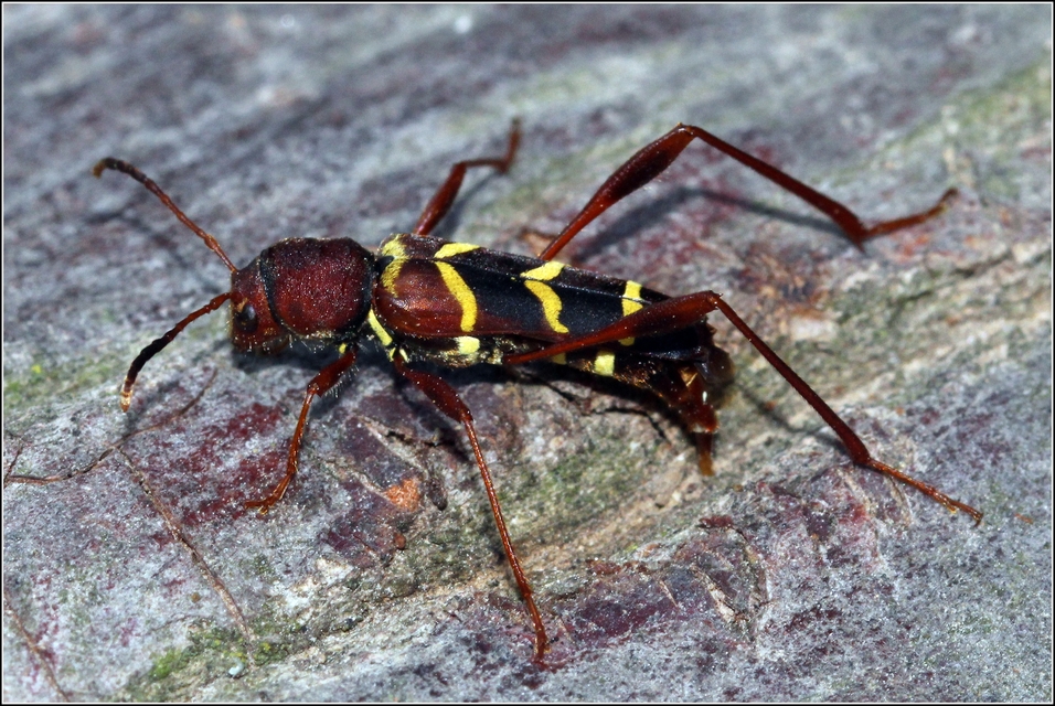 Neoclytus acuminatus - amerikai darázscincér
