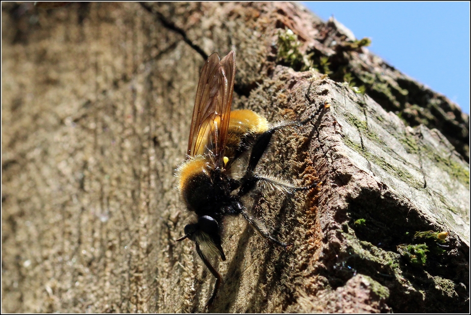 Laphria flava