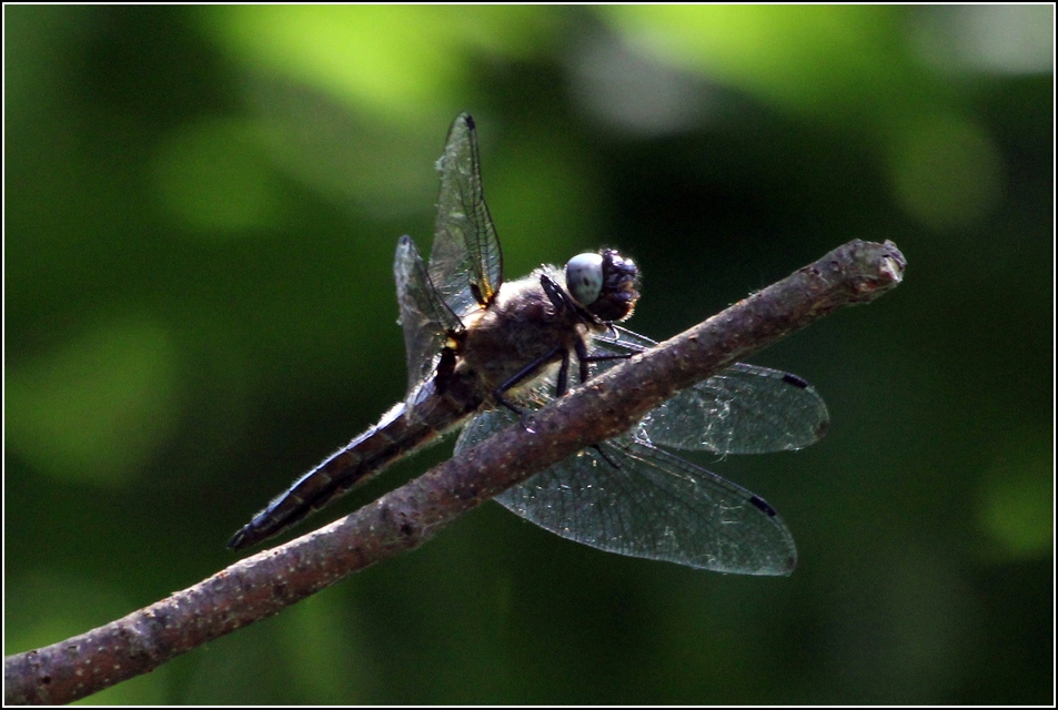 Libellula fulva - kisfoltos laposacsa