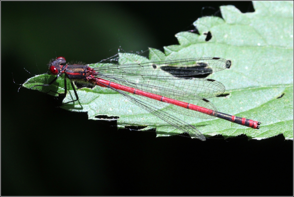 Pyrrhosoma nymphula interposita - vörös légivadász