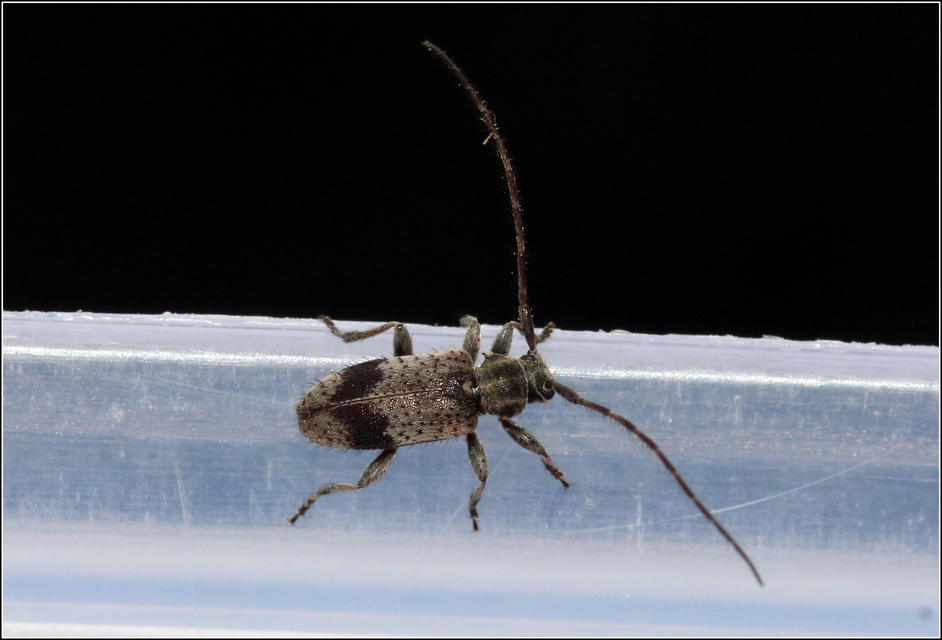 Exocentrus punctipennis - szilfa-rőzsecincér