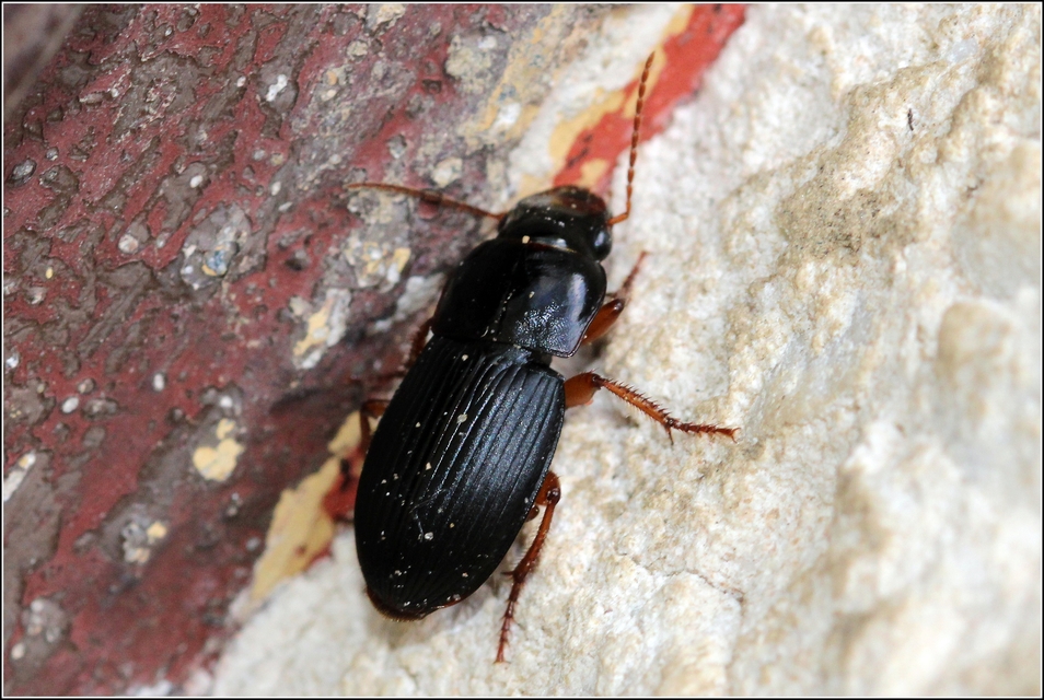 Harpalus latus - szélesfejű lomhafutó