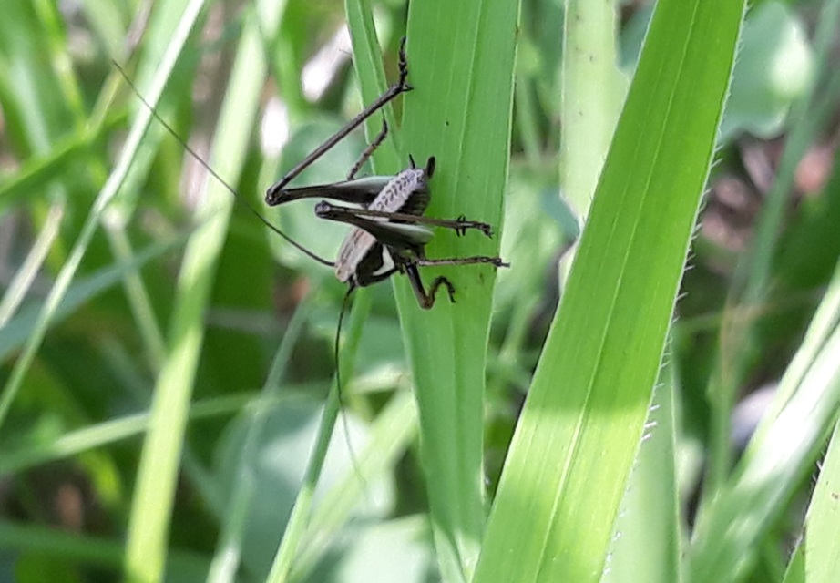 Pholidoptera fallax - galléros avarszöcske