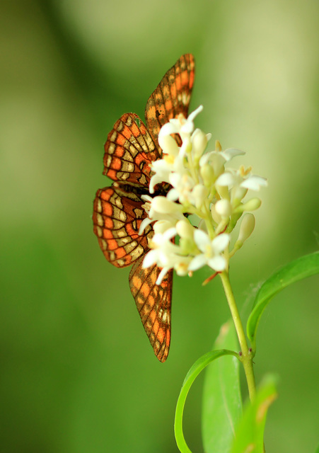 Euphydryas maturna - díszes tarkalepke