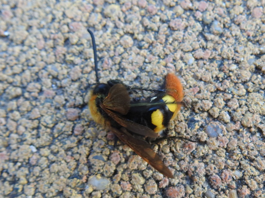 Megascolia maculata - óriás-tőrösdarázs